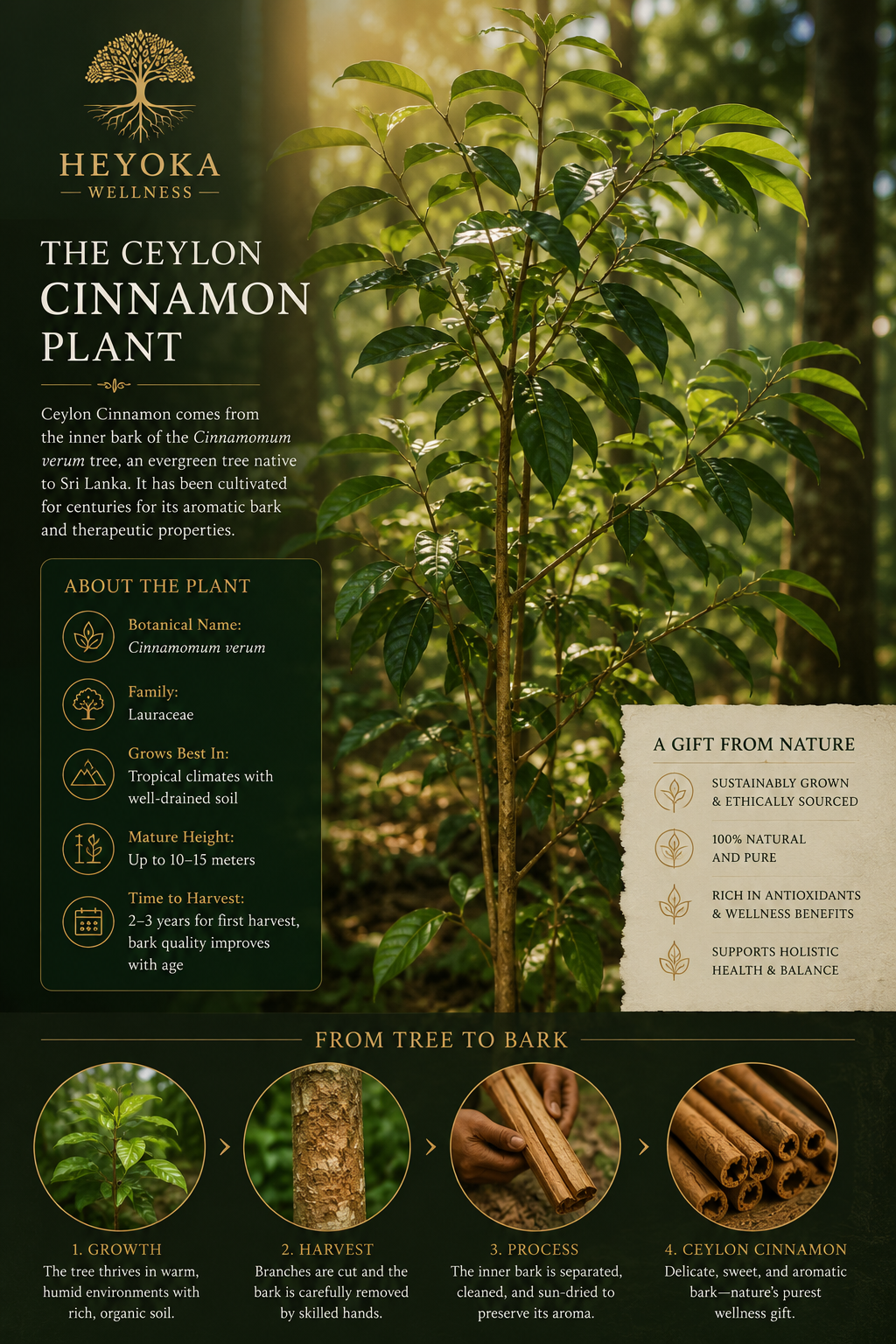 Ceylon Cinnamon (True Cinnamon Bark)