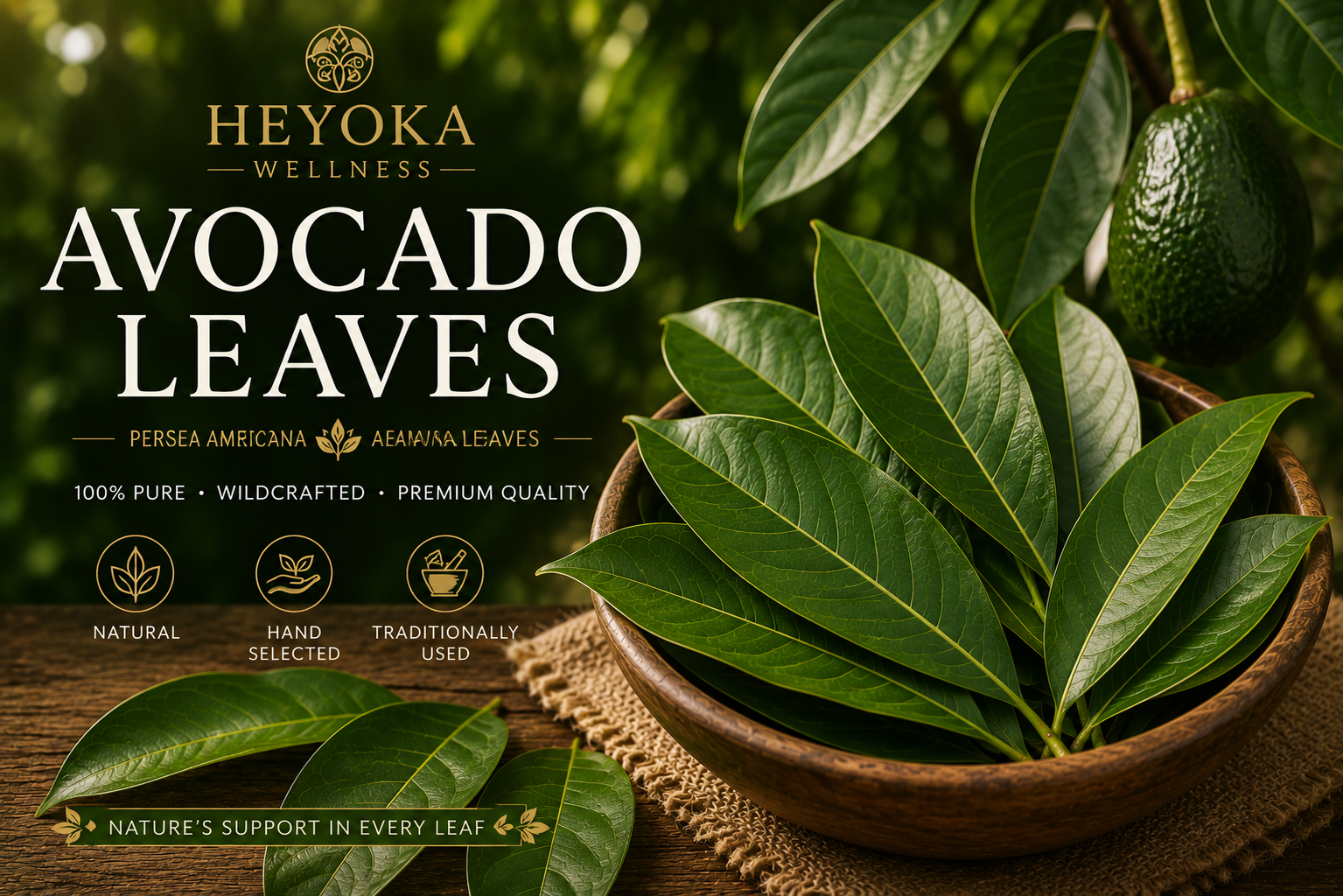 Avocado Leaves (Persea americana)
